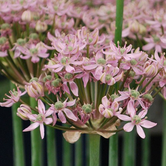 Цибулини алліуму Pink Jewel