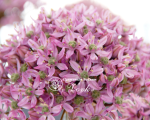 Цибулини алліуму Pink Jewel