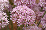 Цибулини алліуму Pink Jewel