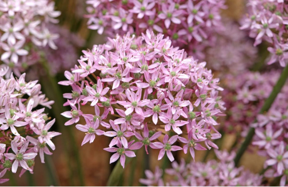 Цибулини алліуму Pink Jewel