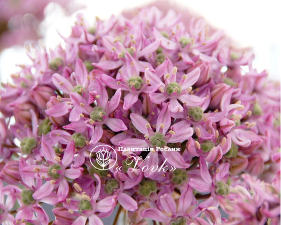Цибулини алліуму Pink Jewel