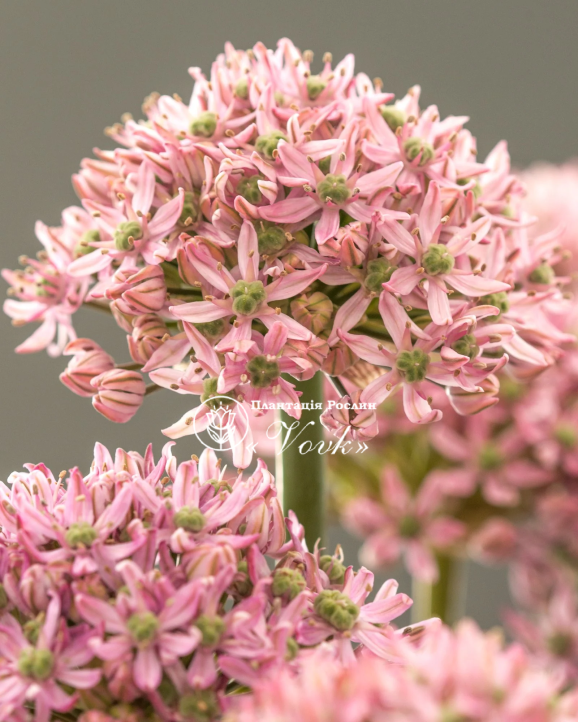 Цибулини алліуму Pink Jewel