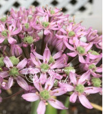Цибулини алліуму Pink Jewel