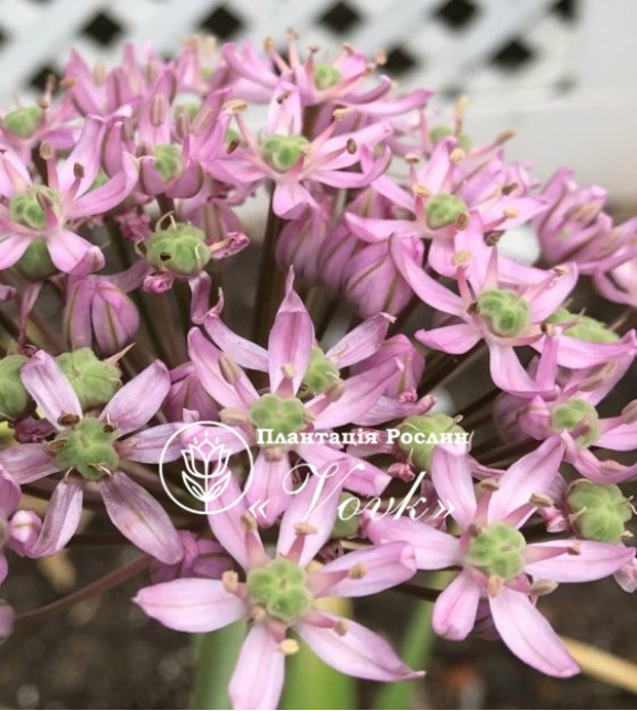 Цибулини алліуму Pink Jewel
