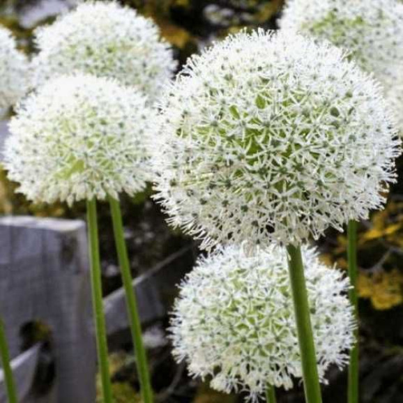 Цибулини алліуму White Giant