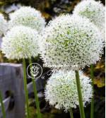 Цибулини алліуму White Giant