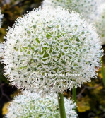 Цибулини алліуму White Giant