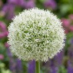 Цибулини алліуму White Giant