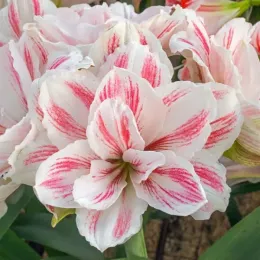 Луковицы амариллиса Aquaro