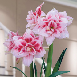 Луковицы амариллиса Elvas