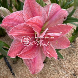 Цибулины амариллис Pink Symphony