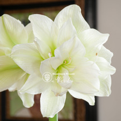 Цибулини амарилісу Marilyn