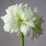 Цибулини амарилісу Marilyn
