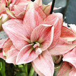 Цибулини амарилісу Pink Glory
