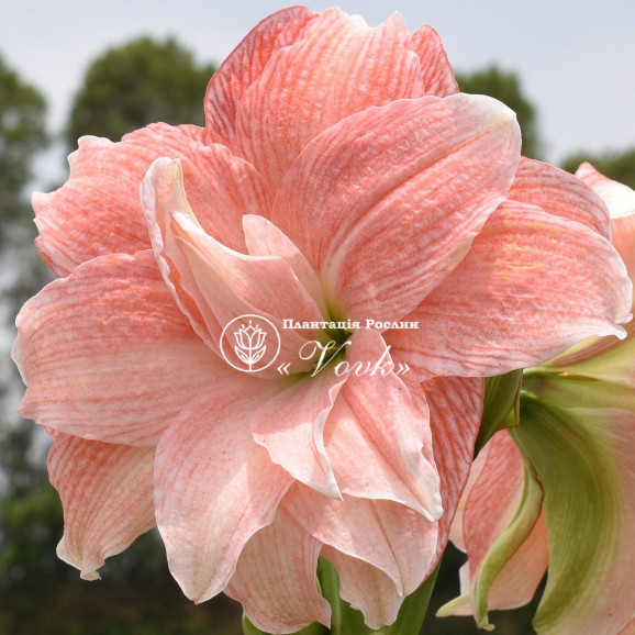 Цибулины амариллис Pink Glory