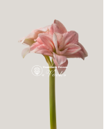 Цибулины амариллис Pink Glory