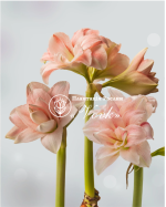 Цибулины амариллис Pink Glory