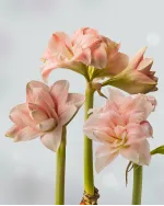 Цибулини амарилісу Pink Glory