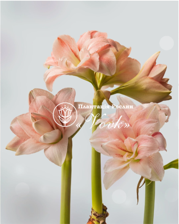 Цибулины амариллис Pink Glory
