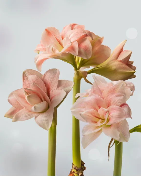 Цибулини амарилісу Pink Glory