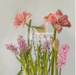 Цибулины амариллис Pink Glory