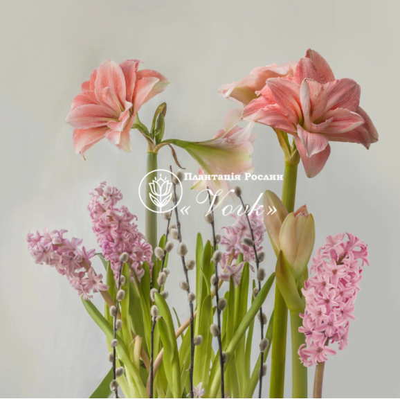 Цибулины амариллис Pink Glory