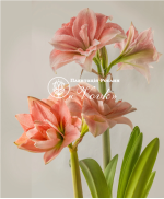 Цибулины амариллис Pink Glory