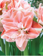 Цибулины амариллис Pink Glory