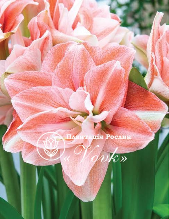 Цибулины амариллис Pink Glory
