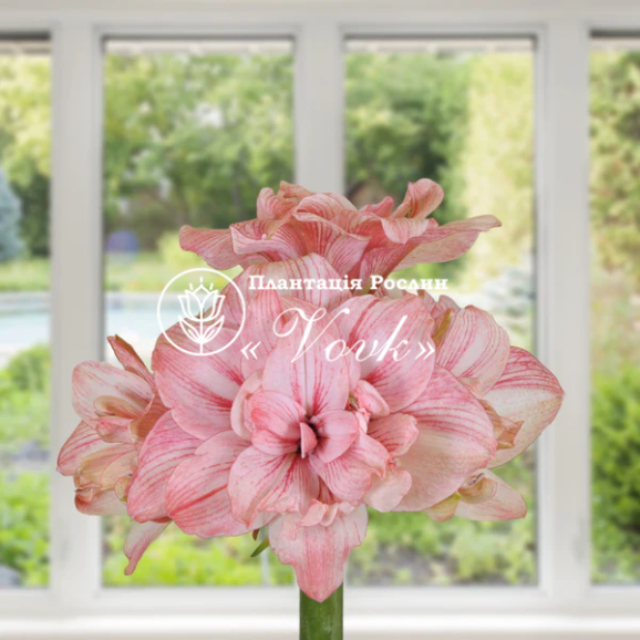 Цибулины амариллис Pink Glory