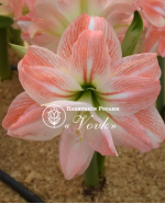 Цибулины амариллис Pink Glory