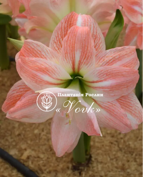 Цибулины амариллис Pink Glory