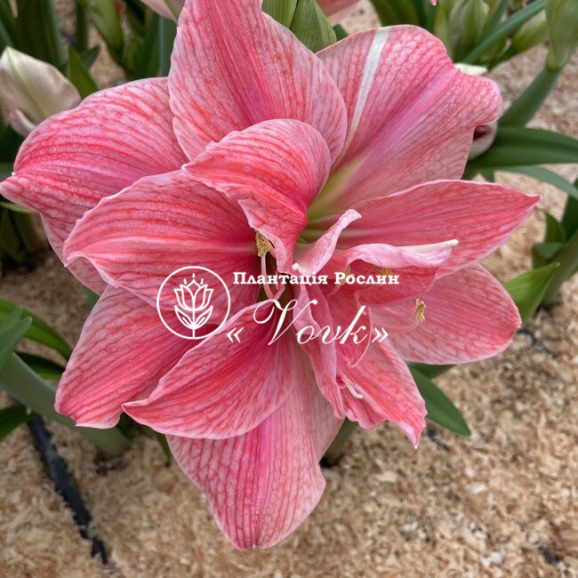 Цибулины амариллис Pink Symphony
