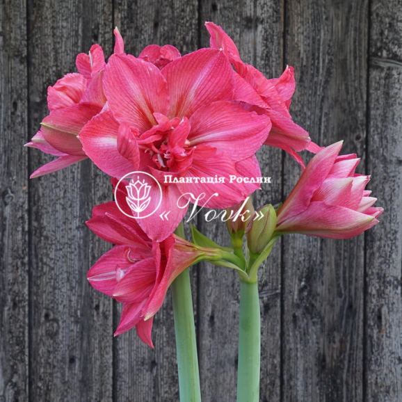 Цибулины амариллис Pink Symphony