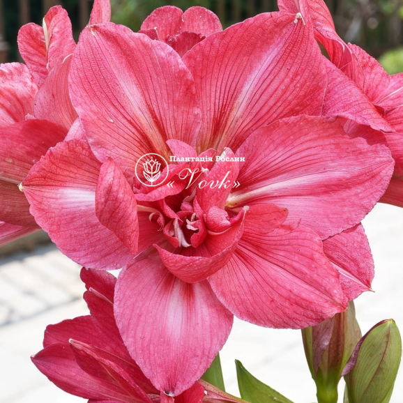 Цибулины амариллис Pink Symphony