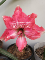 Цибулины амариллис Pink Symphony
