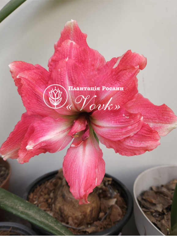 Цибулины амариллис Pink Symphony