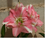 Цибулины амариллис Pink Symphony