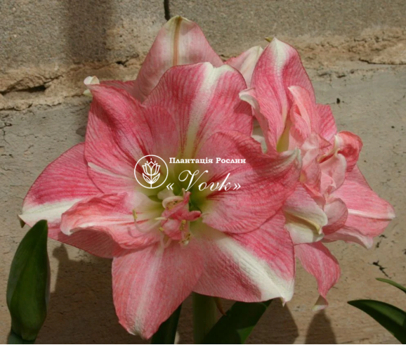 Цибулины амариллис Pink Symphony