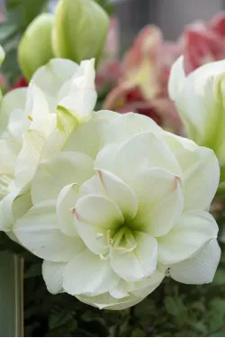 Цибулини амаріллісу White Amadeus