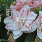 Цибулины амариллис Striped Amadeus