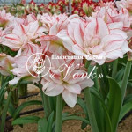 Цибулины амариллис Striped Amadeus