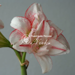 Цибулины амариллис Striped Amadeus