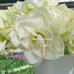 Цибулини амаріллісу White Amadeus