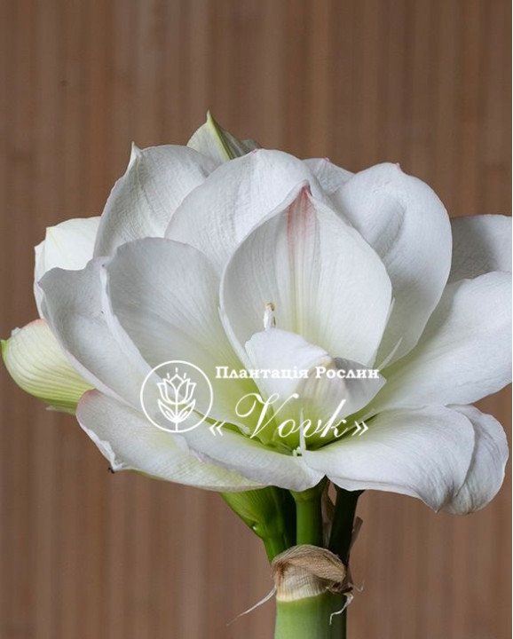 Цибулины амариллис White Amadeus
