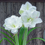 Цибулины амариллис White Amadeus