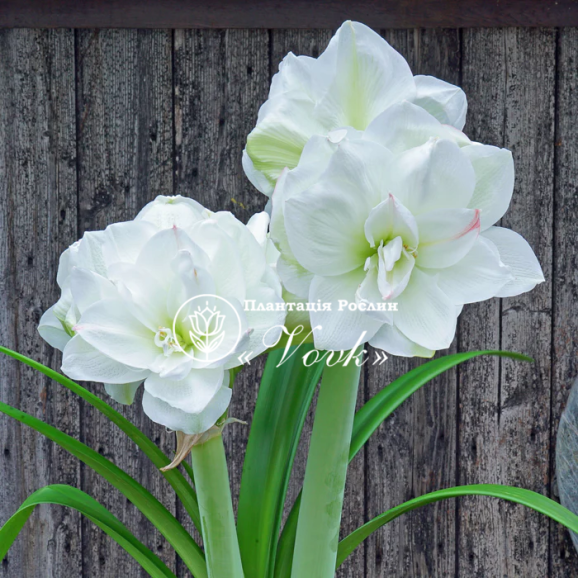 Цибулины амариллис White Amadeus