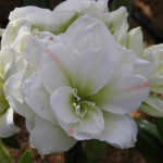 Цибулини амаріллісу White Amadeus