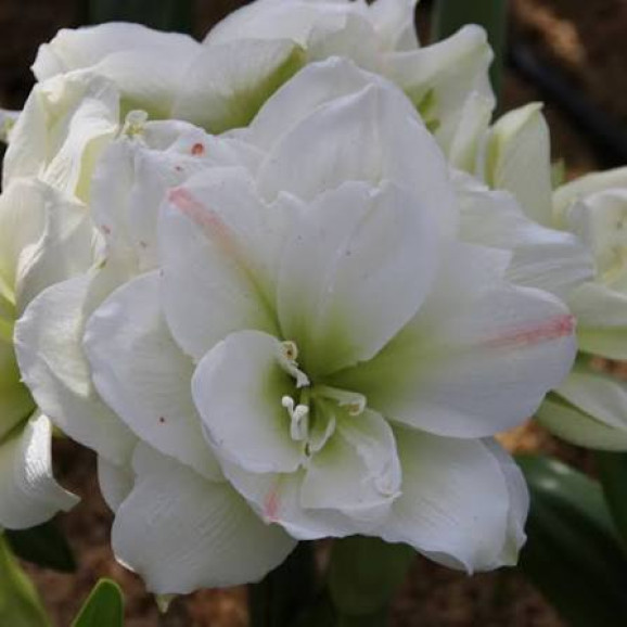 Цибулини амаріллісу White Amadeus