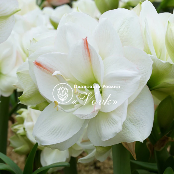Цибулины амариллис White Amadeus